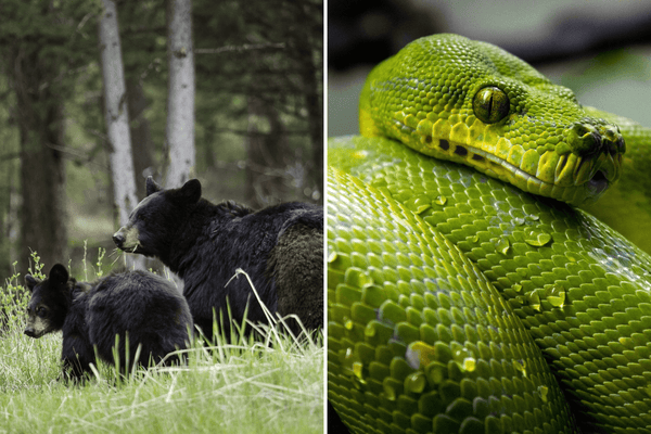 Begegnung mit Bären und Schlangen – aufs richtige Verhalten kommt es an