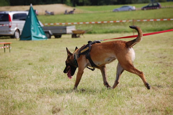 Rettungshunde – so werden die Vierbeiner ausgebildet und trainiert